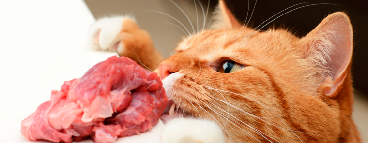 Gato-comiendo-carne